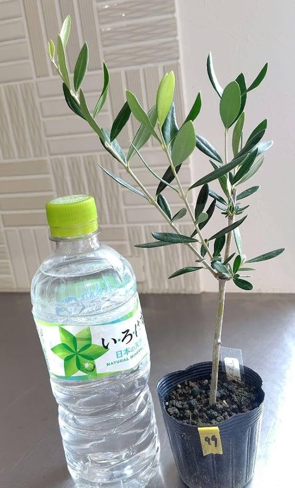 Amazon.co.jp: オリーブの苗アスコラーナ オリーブの木 苗木099